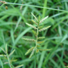 방동사니(Cyperus amuricus Maxim.) : 추풍