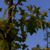 대왕참나무(Quercus palustris) : 설뫼*