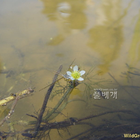 매화마름(Ranunculus kadzusensis Makino) : 통통배