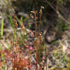 주걱끈끈이주걱(Drosera spathulata Labillardi?re) : 산들꽃