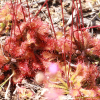주걱끈끈이주걱(Drosera spathulata Labillardi?re) : 산들꽃