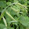 나도개피(Eriochloa villosa (Thunb.) Kunth) : 무심거사