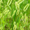 금강아지풀(Setaria pumila (Poir.) Roem. & Schult.) : 능선따라