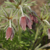 가는잎할미꽃(Pulsatilla cernua (Thunb.) Bercht. & J.Presl) : kplant1