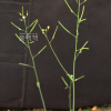 애기장대(Arabidopsis thaliana (L.) Heynh.) : 무심거사