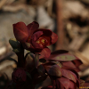 개감수(Euphorbia sieboldiana Morren & Decne.) : 마리미
