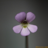 벌레잡이제비꽃(Pinguicula vulgaris var. macroceras (Link) Herder) : 꽃사랑