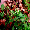 큰이삭풀(Bromus catharticus Vahl) : 별꽃