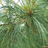 잣나무(Pinus koraiensis Siebold & Zucc.) : 현촌