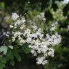 꿩의다리(Thalictrum aquilegiifolium L. var. sibiricum Regel & Tiling) : 산들꽃