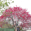 만첩홍도(Prunus persica for. rubroplena C.K.Schneid.) : 꽃마리