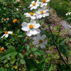 흰도깨비바늘(Bidens pilosa var. minor (Blume) Sherff) : 봄까치꽃