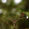 호자나무(Damnacanthus indicus C.F.Gaertn.) : 풀잎사랑