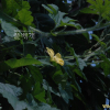 여주(Momordica charantia L.) : 별꽃