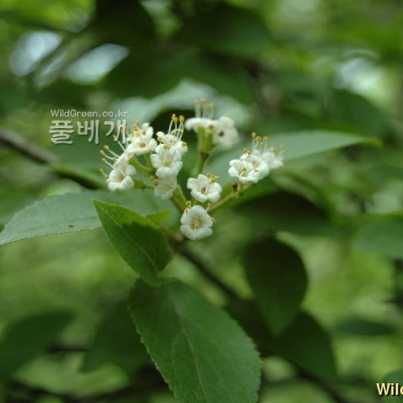 산분꽃나무(Viburnum burejaeticum Regel & Herder) : 벼루