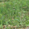 나도개피(Eriochloa villosa (Thunb.) Kunth) : 무심거사