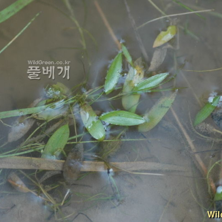 가는가래(Potamogeton cristatus Regel & Maack) : 벼루