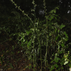 가는잎왕고들빼기(Lactuca indica L. var. laciniata (Houtt.) H.Hara f. indivisa (Maxim.) H.Hara) : 무심거사