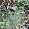 방아풀(Isodon japonicus (Burm.f.) H.Hara) : 추풍