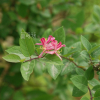 분홍괴불나무(Lonicera tatarica L.) : 무심거사