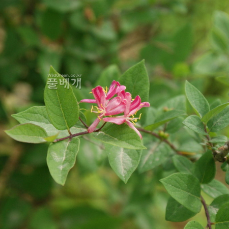 분홍괴불나무(Lonicera tatarica L.) : 바지랑대