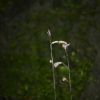 제주무엽란(Lecanorchis kiusiana Tuyama) : 풀잎사랑
