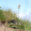 가는범꼬리(Bistorta alopecuroides (Turcz. ex Besser) Kom.) : 산들꽃