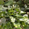 인동덩굴(Lonicera japonica Thunb.) : habal