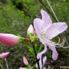 산철쭉(Rhododendron yedoense Maxim. f. poukhanense (H.L?v.) Sugim. ex T.Yamaz.) : 산소리