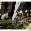 세뿔투구꽃(Aconitum austrokoreense Koidz.) : 산들꽃