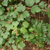 백당나무(Viburnum opulus L. var. sargentii (Koehne) Takeda) : 벼루