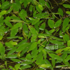 가는가래(Potamogeton cristatus Regel & Maack) : 들국화