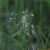 애기향모(Hierochloe glabra Trin.) : 산들꽃