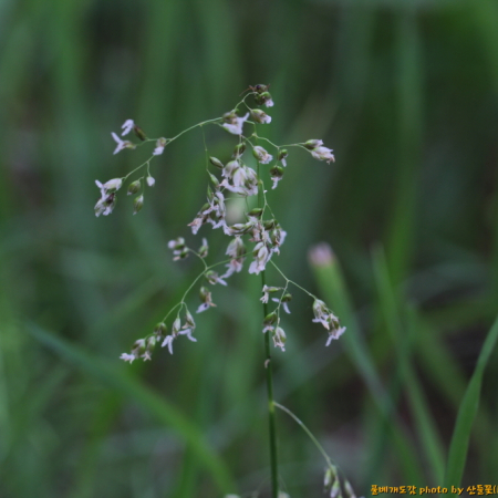 애기향모(Hierochloe glabra Trin.) : 산들꽃