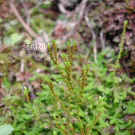 왜구실사리(Selaginella helvetica (L.) Spring) : 벼루