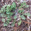 애기똥풀(Chelidonium majus L. subsp. asiaticum H.Hara) : 현촌