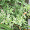 애기달맞이꽃(Oenothera laciniata Hill) : 통통배