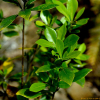 센달나무(Machilus japonica Siebold & Zucc.) : 봄까치꽃