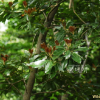 후박나무(Machilus thunbergii Siebold & Zucc.) : 설뫼*