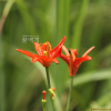 하늘나리(Lilium concolor Salisb.) : 塞翁之馬