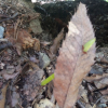 석산(Lycoris radiata (L) : 세임