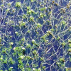 매화마름(Ranunculus kadzusensis Makino) : kplant1