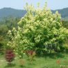 네군도단풍(Acer negundo L.) : 설뫼