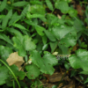 겨울딸기(Rubus buergeri Miq.) : 통통배