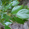팽나무(Celtis sinensis Pers.) : 카르마