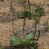 긴잎질경이(Plantago sibirica Poir.) : 추풍