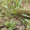 긴잎질경이(Plantago sibirica Poir.) : 추풍
