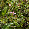 좀참꽃(Rhododendron redowskianum Maxim.) : 통통배