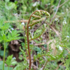 개고사리(Athyrium niponicum (Mett.) Hance) : 꽃사랑