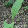 목향(Inula helenium L.) : 별꽃